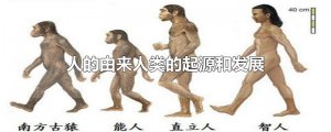​人的由来人类的起源和发展