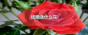 ​结婚送什么花