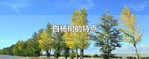 ​白杨树的特点
