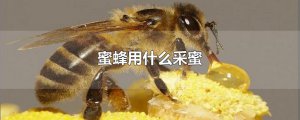 ​蜜蜂用什么采蜜
