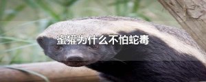​蜜獾为什么不怕蛇毒