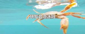 ​螃蟹会游泳吗