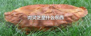 ​肉灵芝是什么东西