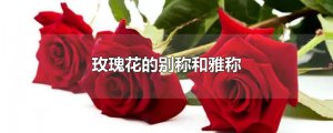 ​玫瑰花的别称和雅称