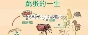 ​家里怎么会有跳蚤