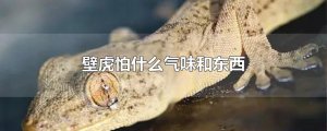 ​壁虎怕什么气味和东西