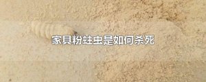 ​家具粉蛀虫是如何杀死