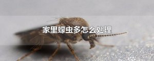 ​家里蠓虫多怎么处理