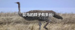 ​鸵鸟的脖子有多长