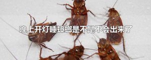 ​晚上开灯睡蟑螂是不是不会出来了