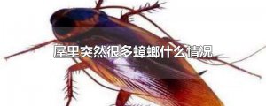 ​屋里突然很多蟑螂什么情况