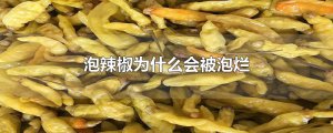 ​泡辣椒为什么会被泡烂