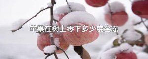 ​苹果在树上零下多少度会冻