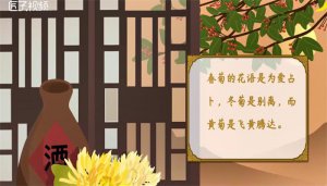 ​菊花代表什么
