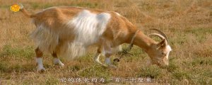 ​黄羊是什么动物
