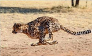 ​世界十大反应最快的动物 猎豹每小时110公里(猫科类动物)