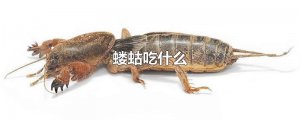 ​蝼蛄吃什么