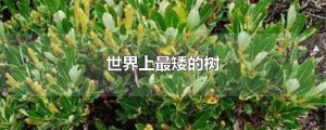 ​世界上最矮的树