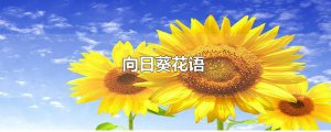 ​向日葵花语