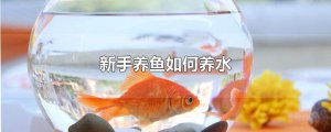 ​新手养鱼如何养水