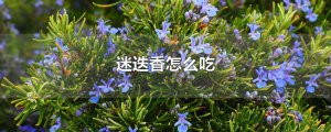 ​迷迭香怎么吃
