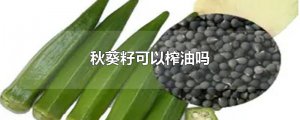 ​秋葵籽可以榨油吗