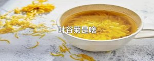 ​叶谷菊是啥