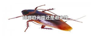 ​蟑螂趋光性还是避光性