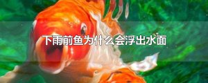 ​下雨前鱼为什么会浮出水面