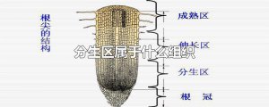 ​分生区属于什么组织
