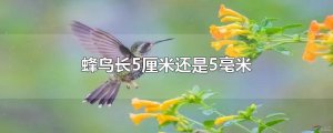 ​蜂鸟长5厘米还是5毫米