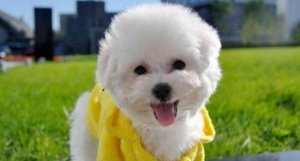 ​世界上10大最不易掉毛的狗狗：比熊犬名列前茅