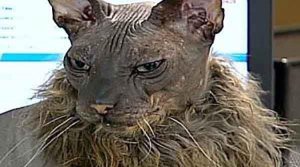 ​世界上最丑的猫排行榜，真是丑到没朋友