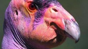 ​世界12种最丑的动物：水滴鱼上榜，加州秃鹫居首