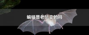 ​蝙蝠是老鼠变的吗