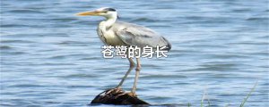 ​苍鹭的身长