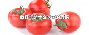 ​西红柿是什么季节的蔬菜