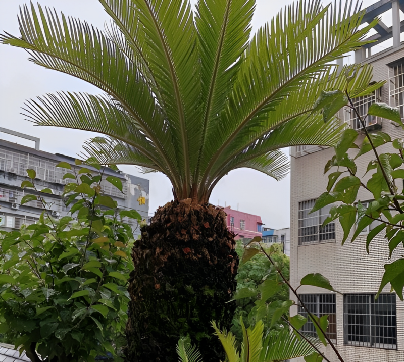 排名第一最好的镇宅树（家有6种“守财树”，子孙一直富）