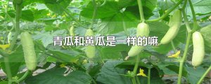 ​青瓜和黄瓜是一样的嘛