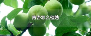 ​青杏怎么催熟