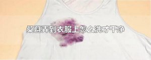 ​桑葚弄到衣服上怎么洗才干净
