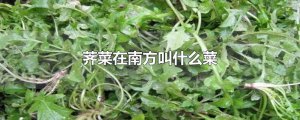 ​荠菜在南方叫什么菜