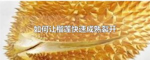 ​如何让榴莲快速成熟裂开