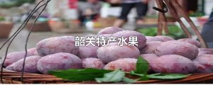 ​韶关特产水果