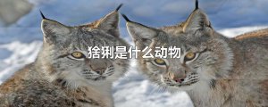​猞猁是什么动物