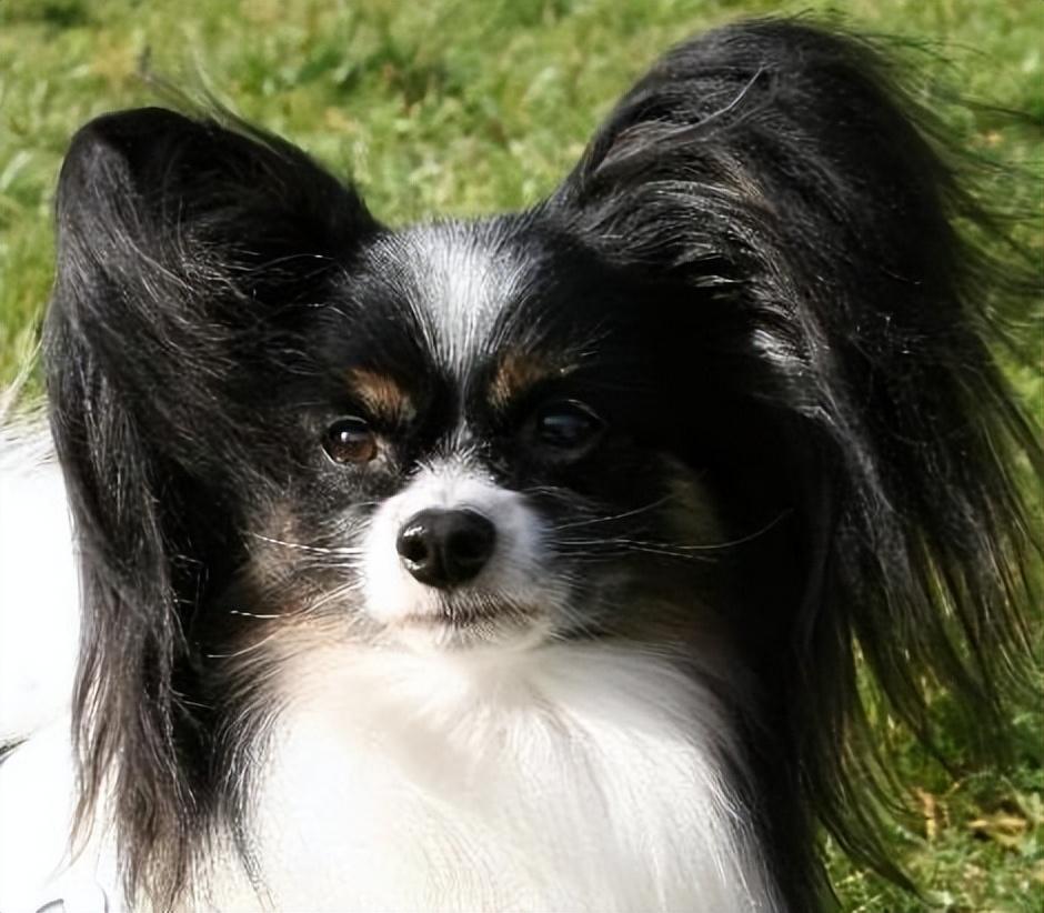 蝴蝶犬为什么禁养（犬中贵族“蝴蝶犬”）