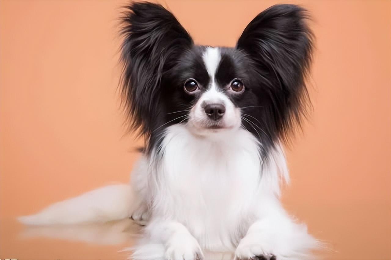 蝴蝶犬为什么禁养（犬中贵族“蝴蝶犬”）