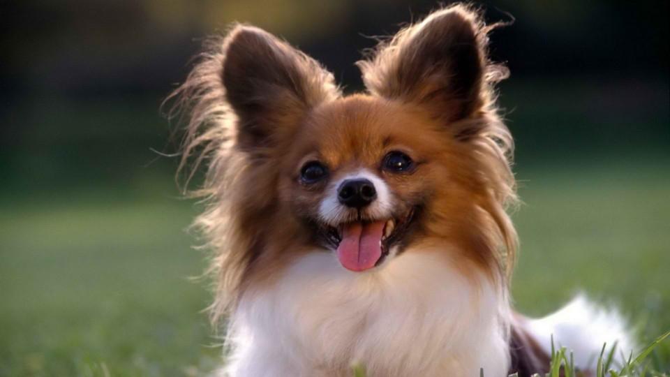 蝴蝶犬为什么禁养（犬中贵族“蝴蝶犬”）