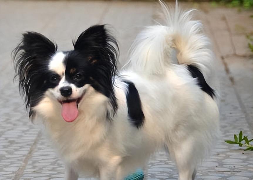 蝴蝶犬为什么禁养（犬中贵族“蝴蝶犬”）