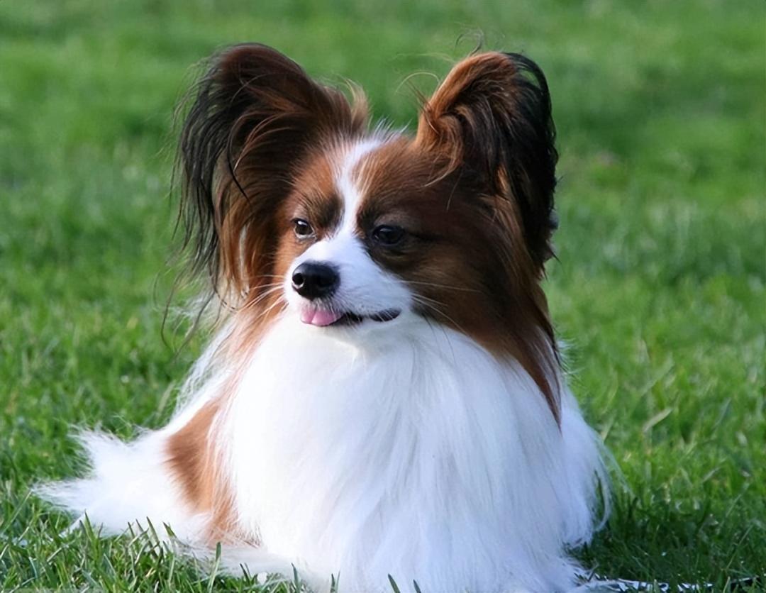 蝴蝶犬为什么禁养（犬中贵族“蝴蝶犬”）